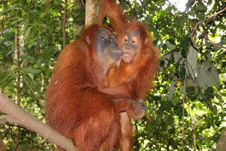 Nature primate thailand photo