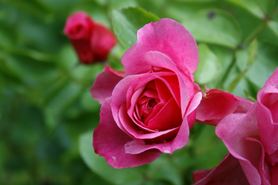Nature elegant floral