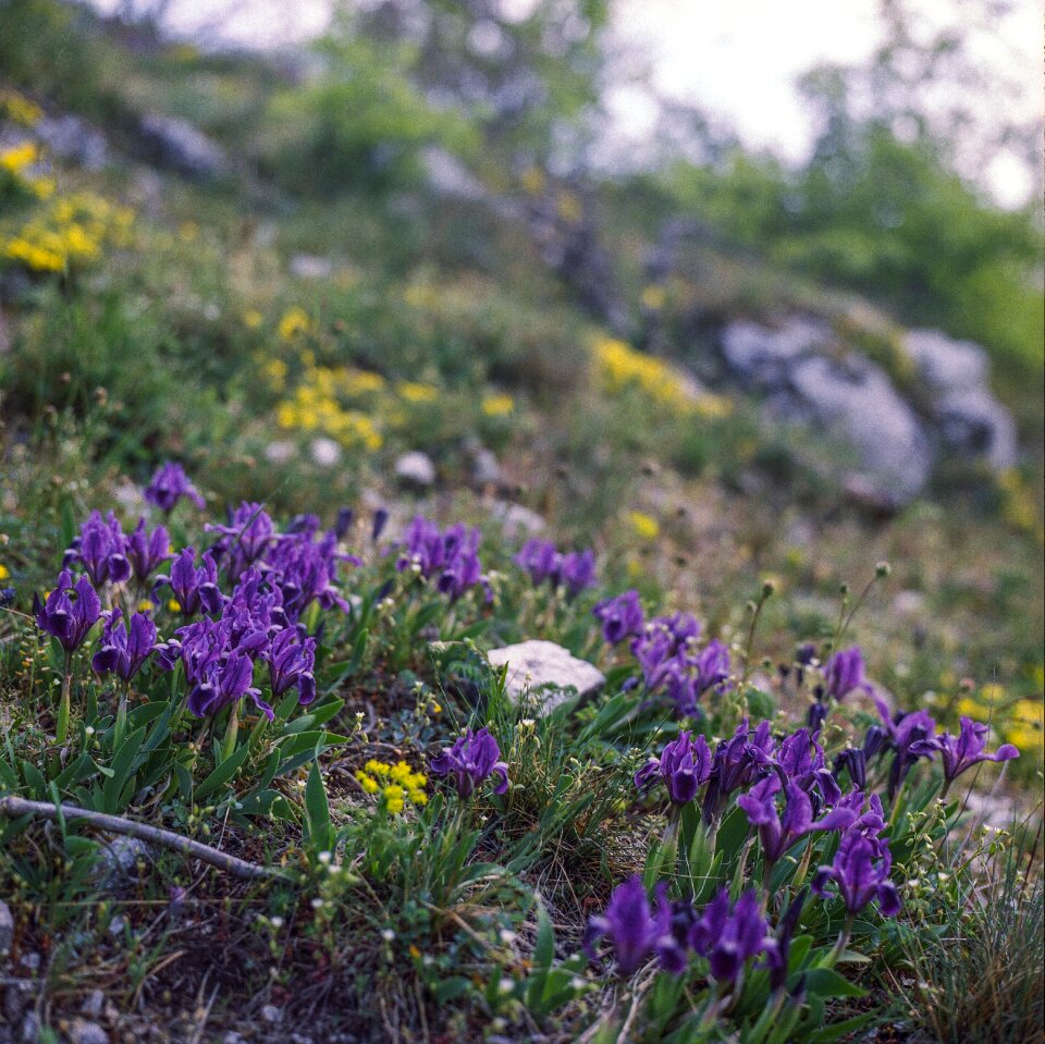 Hiking mountain flower