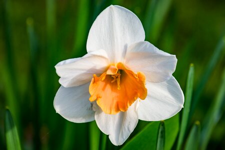 Narcissus pseudonarcissus amaryllis plant schnittblume photo