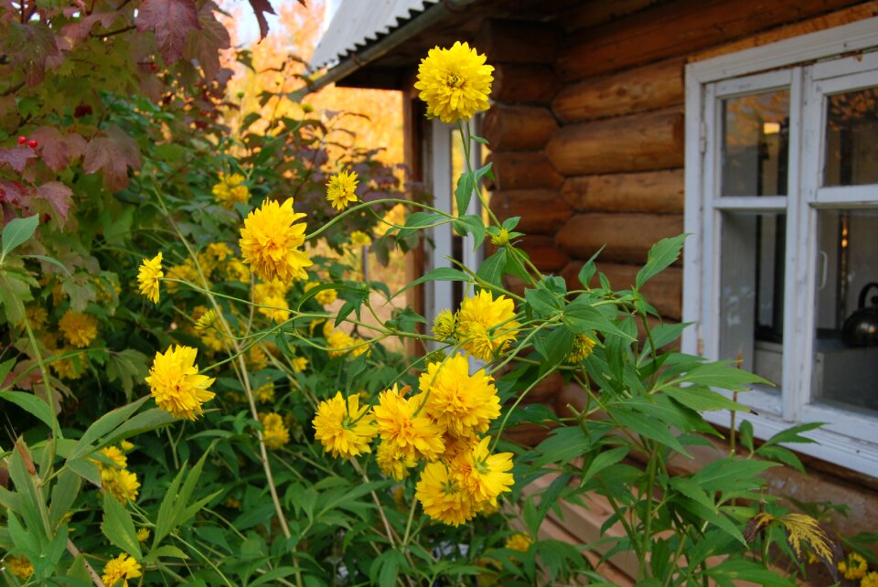 Yellow flowers summer plant