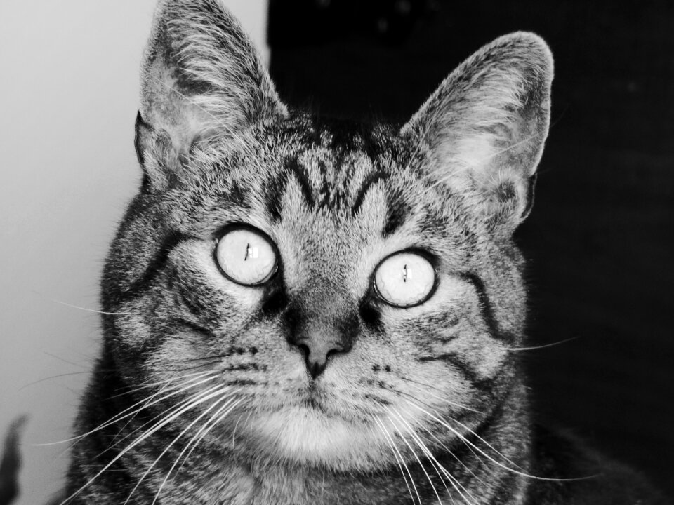 Tabby look black and white