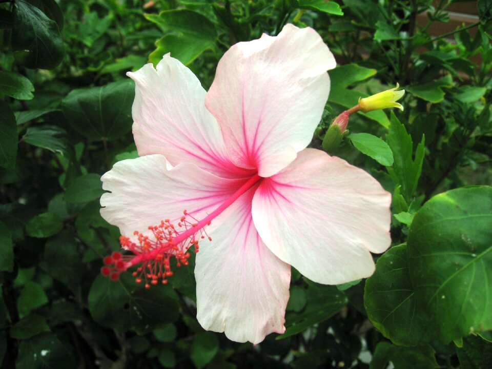 Light pink pink flowers