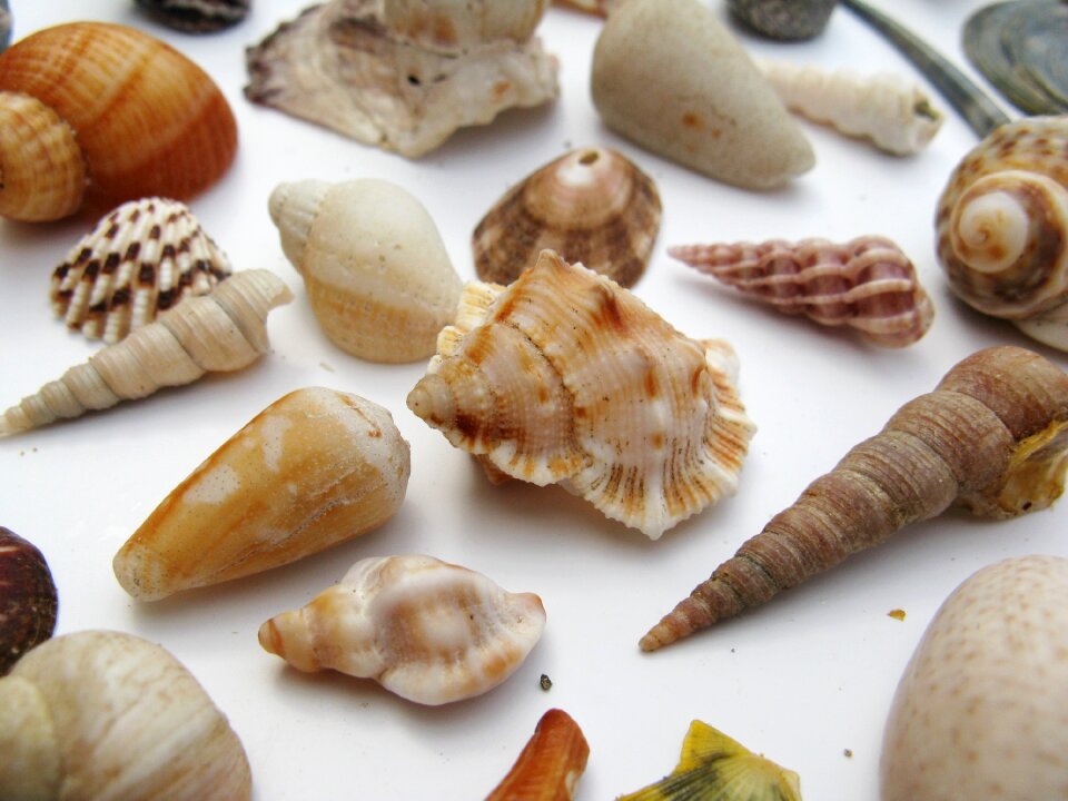 Macro sea animals casing photo