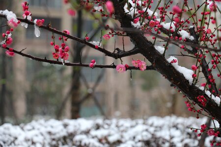 Plum blossom snow winter photo
