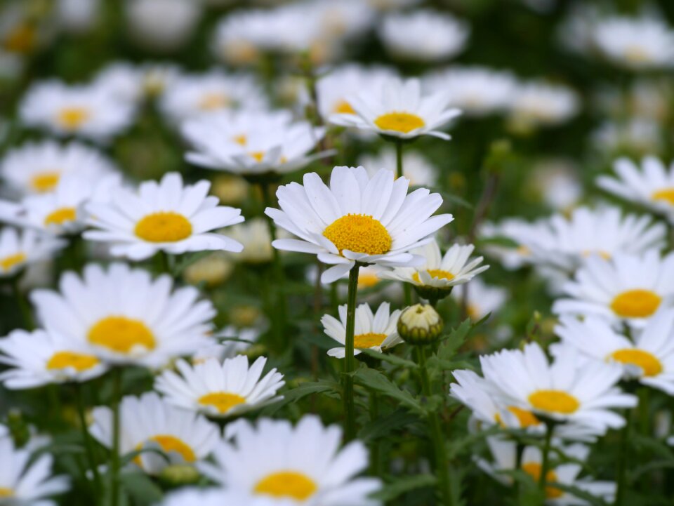 Gregariousness one side flower garden