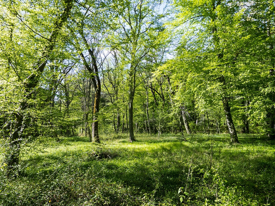 Park landscape trunk