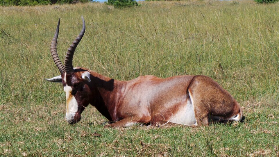 Africa game horns