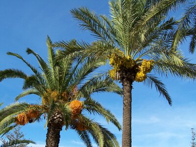 Tree fruit exotic