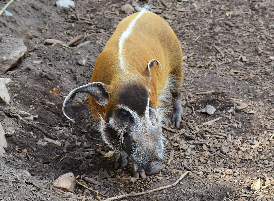 Wild pig africa long ears
