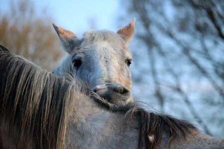 Thoroughbred arabian white horse mane