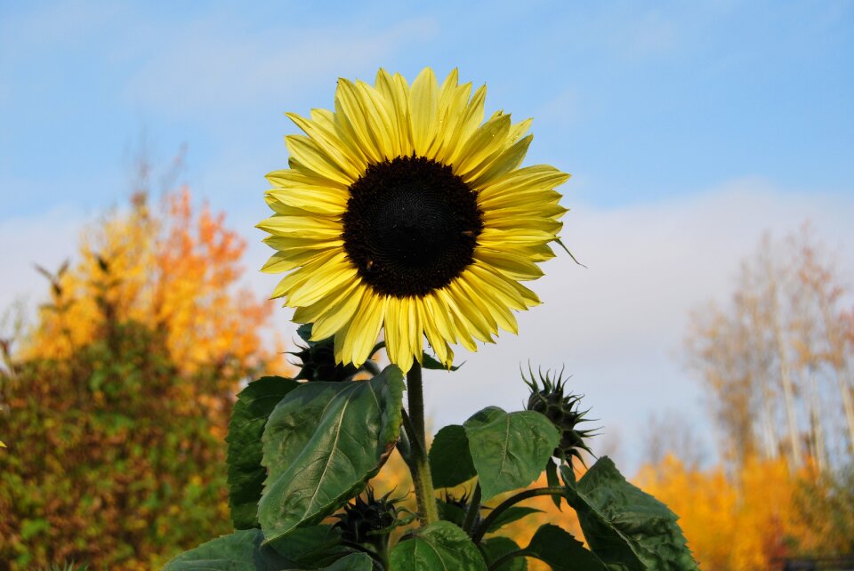 Sunflower autumn plant