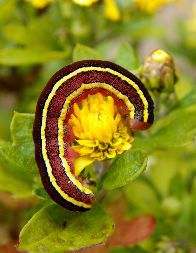 Garden broom moth ceramica pisi
