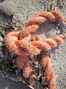 Rope close up flotsam