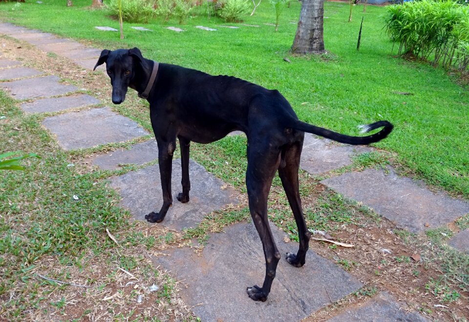 Indian breed pashmi
