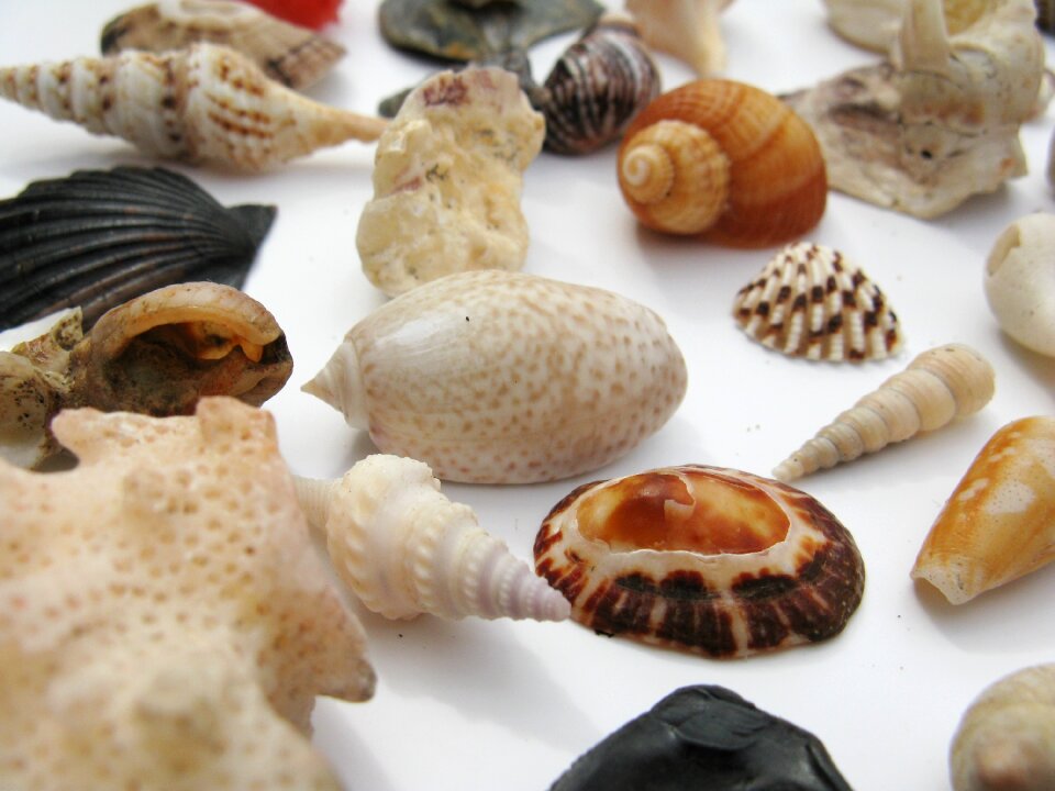 Macro sea animals casing photo