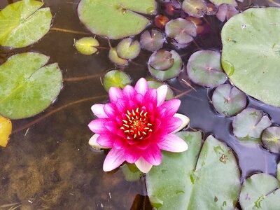 Water nature aquatic