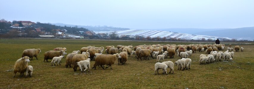 Fauna winter life