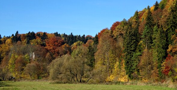 The national park autumn tree photo