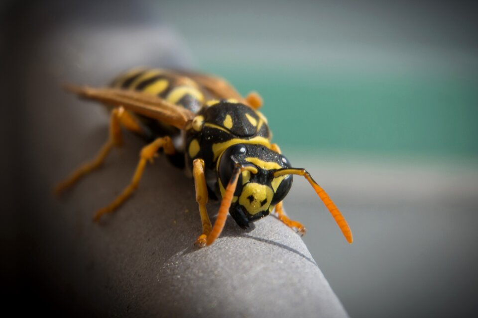 Close up nature animal