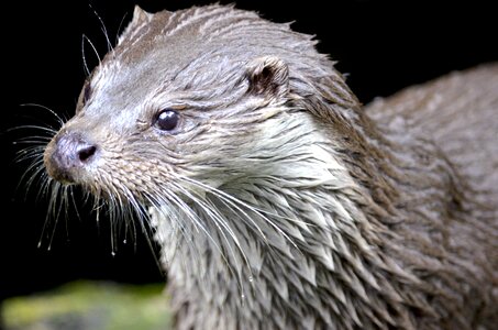 Wild animal nature wet