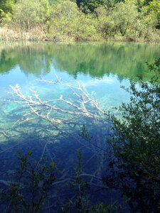 Tree sunken tree crystal clear water photo