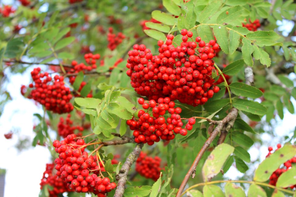 Red berries tree red photo