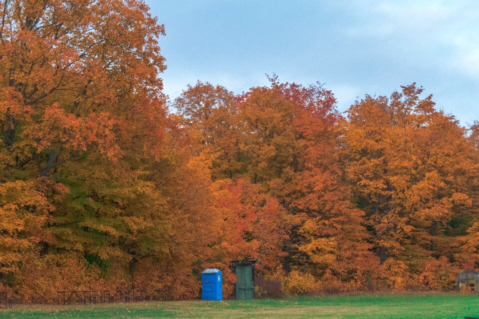 Forest park nature