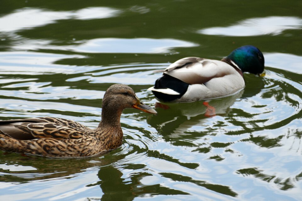 Pond forest mallard pair