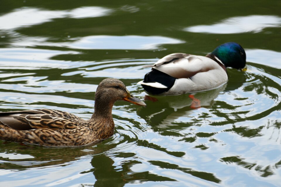 Pond forest mallard pair photo