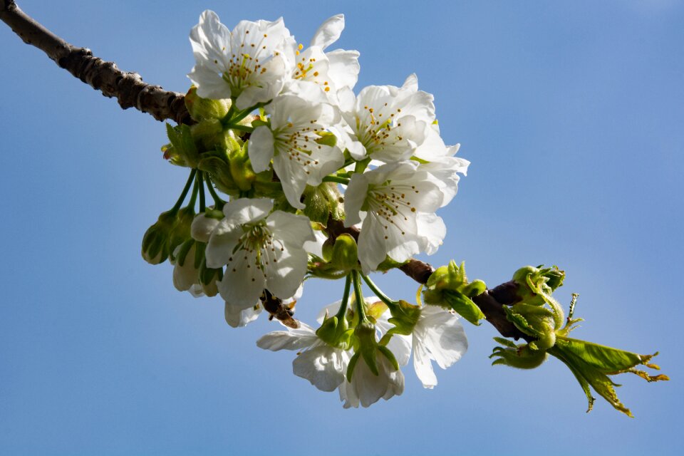 Bloom white blossom spring