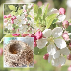 Bird's nest cherry blossom spring