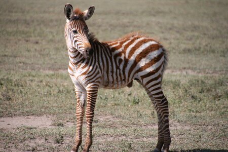 Tanzania savannah bush