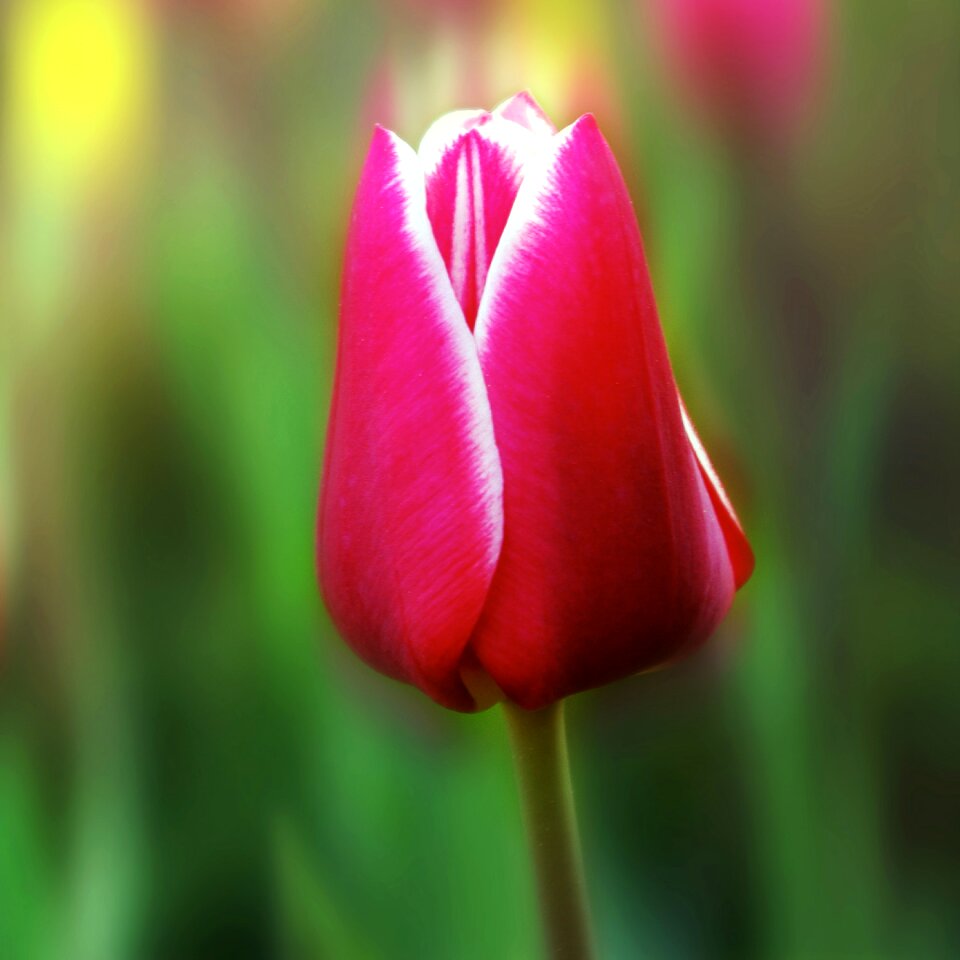 Garden blossom bloom