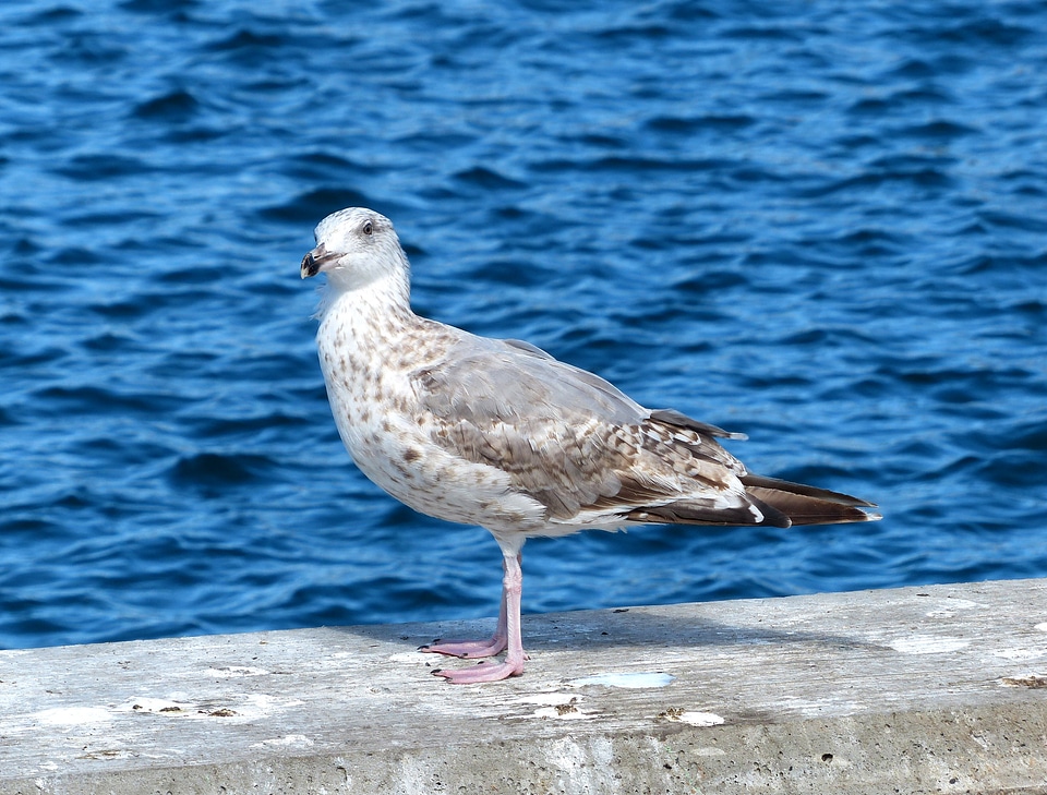Water bird sea denmark
