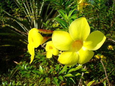 Amazon yellow flowers nature photo