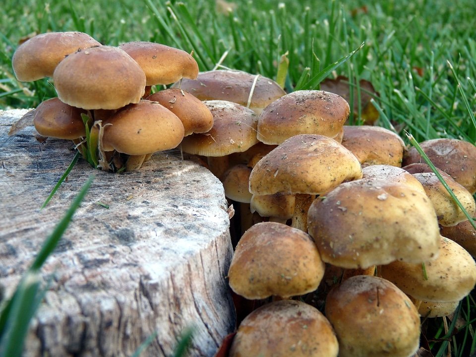 Close-up fungus fungi photo
