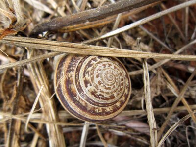 Nature round spiral
