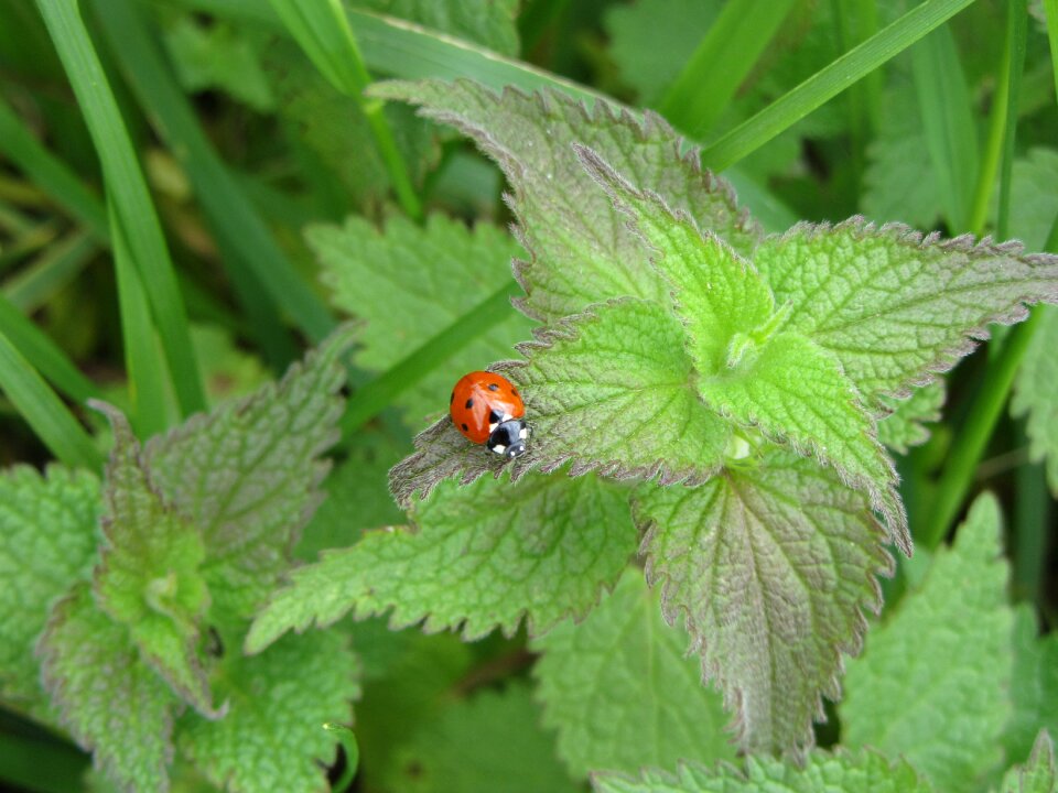 Ladybug nettle nature