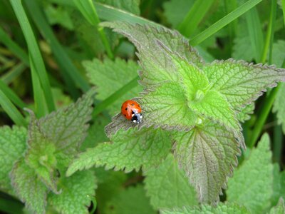 Ladybug nettle nature photo