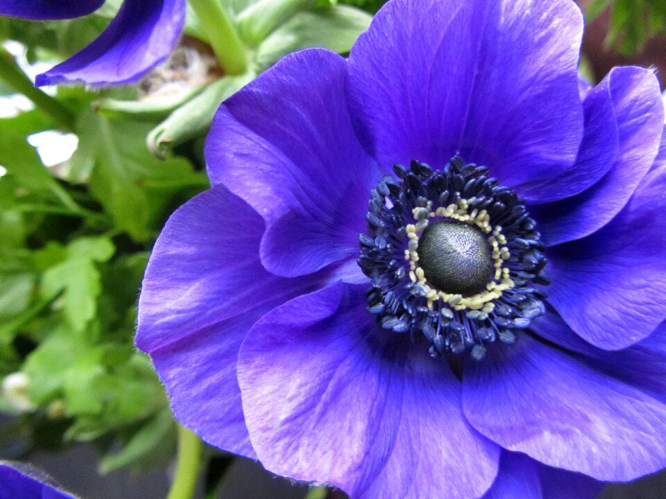 Buttercup purple flower