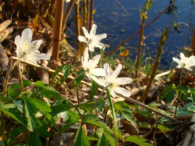 Lake edge of the forest landscape photo