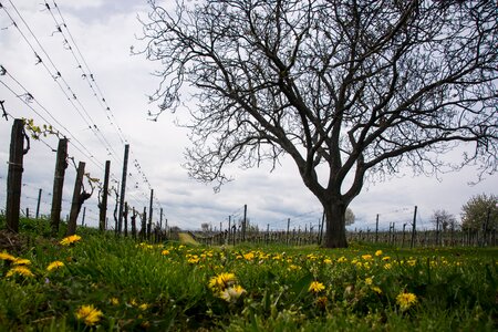 Garden winegrowing growth