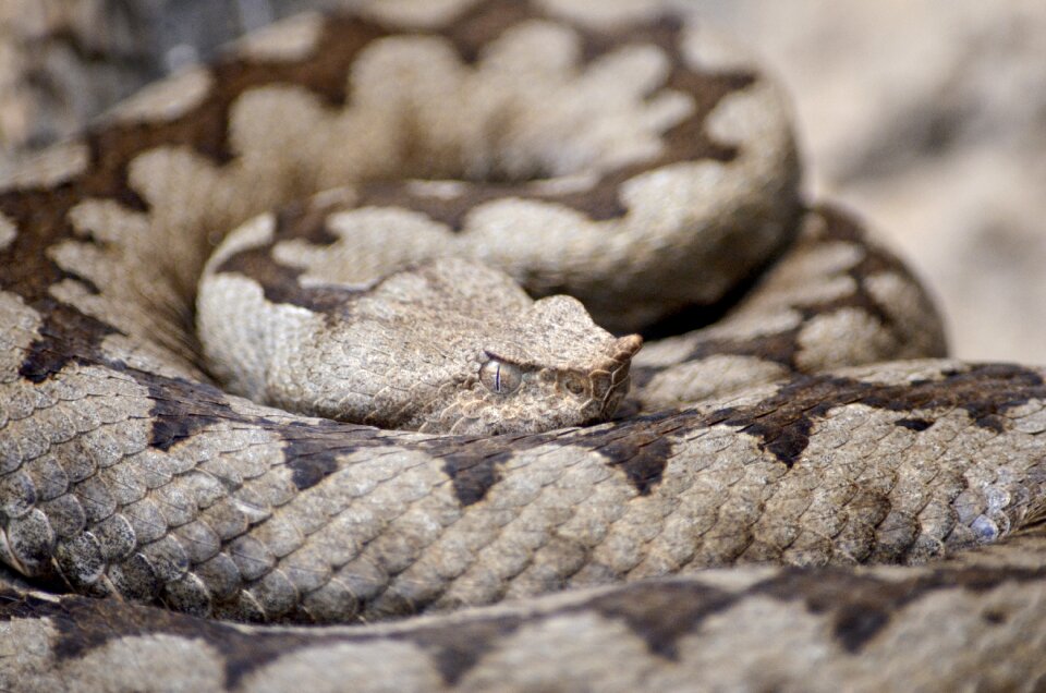 Brown horned viper vipera ammodytes brown snake