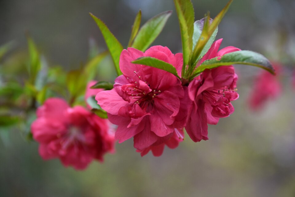 Affix flowers out of focus