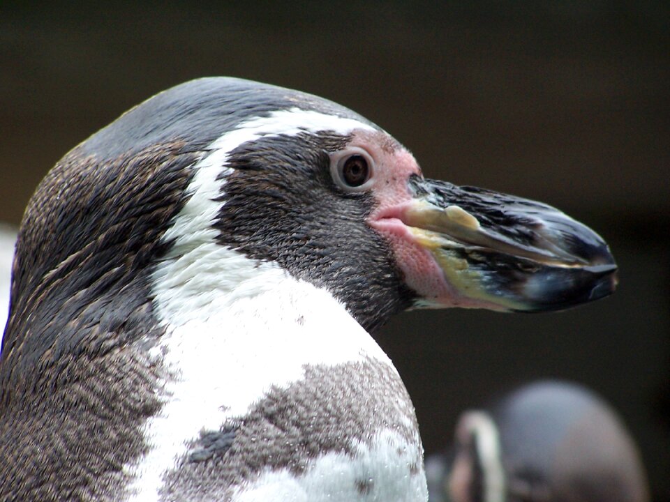 Peruvian penguin birds