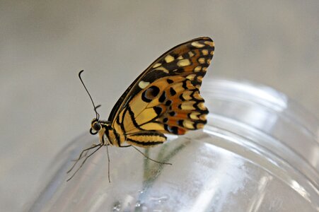 Insect wing garden photo