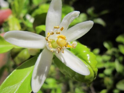 Bloom nature lemon tree photo