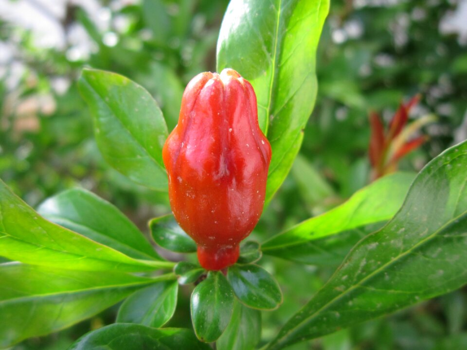 Bloom mediterranean spring