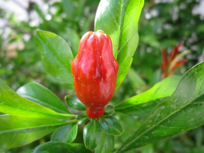 Bloom mediterranean spring